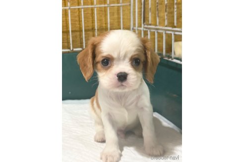 成約済の愛知県のキャバリアキングチャールズスパニエル-353774の4枚目