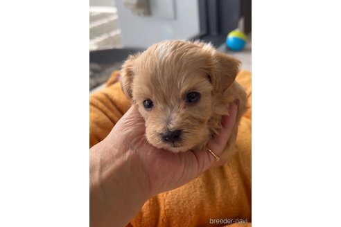 成約済の福岡県のマルプー:マルチーズ×トイプードル-353775の5枚目