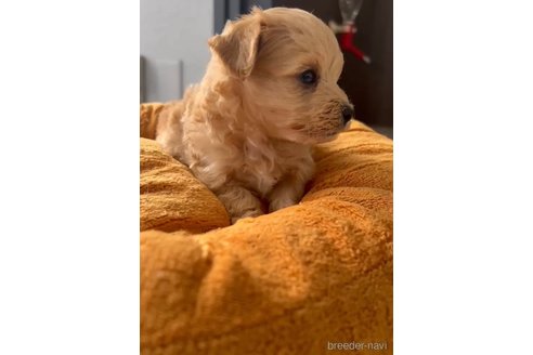 成約済の福岡県のマルプー:マルチーズ×トイプードル-353786の3枚目