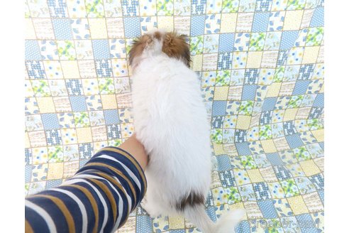成約済の千葉県のパピヨン-343649の5枚目