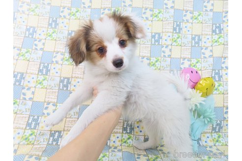 成約済の千葉県のパピヨン-343649の2枚目