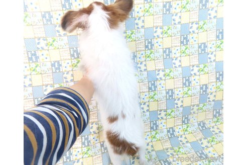 成約済の千葉県のパピヨン-325419の31枚目