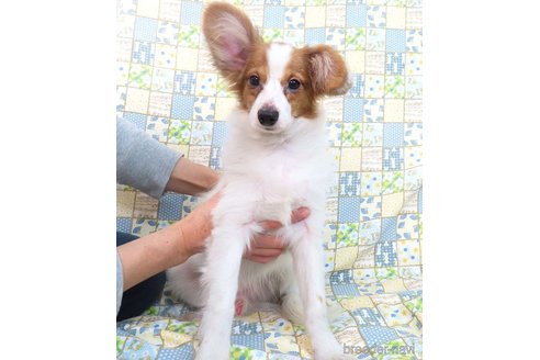成約済の千葉県のパピヨン-325419の33枚目