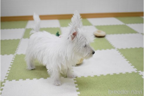 成約済の愛知県のウエストハイランドホワイトテリア(ウエスティ)-353799の8枚目