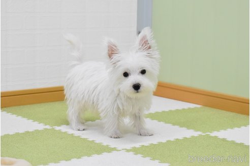 成約済の愛知県のウエストハイランドホワイトテリア(ウエスティ)-353799の7枚目