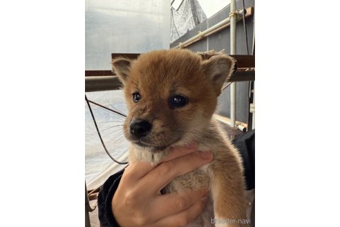 成約済の広島県の柴犬-347794の2枚目