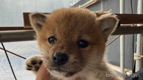 成約済の広島県の柴犬-347794の1枚目