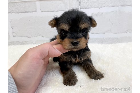 成約済の愛知県のヨークシャーテリア-353831の3枚目