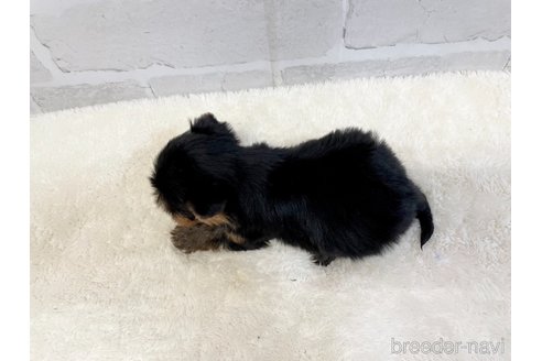 成約済の愛知県のヨークシャーテリア-353831の4枚目