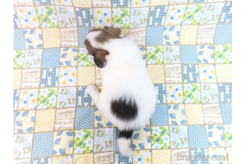 成約済の千葉県のパピヨン-353837の22枚目