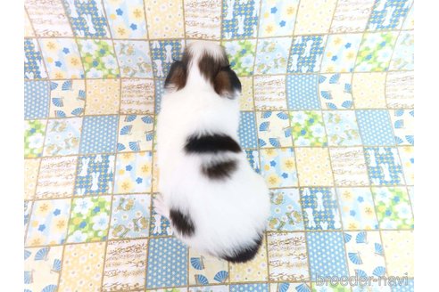 成約済の千葉県のパピヨン-353840の9枚目