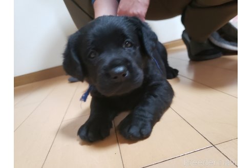 成約済の茨城県のラブラドールレトリーバー-352189の7枚目