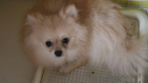 成約済の静岡県のポメラニアン-293198の3枚目