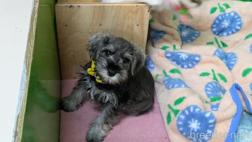 成約済の熊本県のミニチュアシュナウザー-345851の13枚目