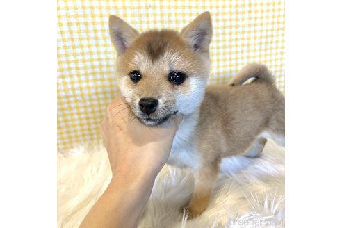 成約済の栃木県の柴犬-343879の10枚目