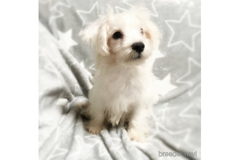 成約済の埼玉県のミックス犬-353897の2枚目