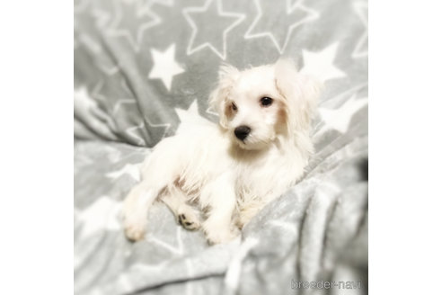 成約済の埼玉県のミックス犬-353897の4枚目