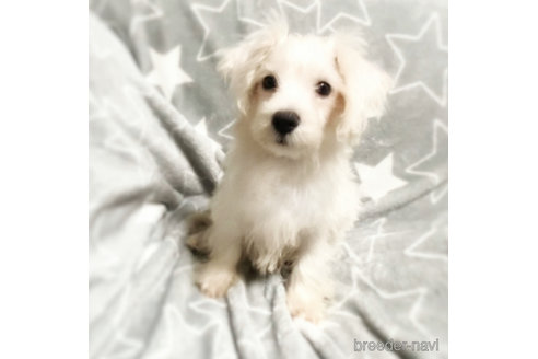 成約済の埼玉県のミックス犬-353897の5枚目