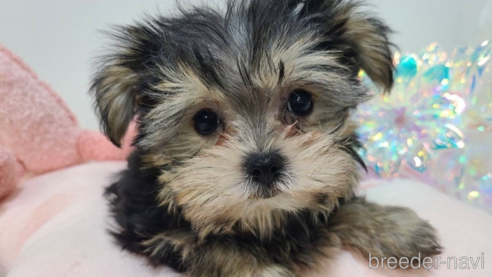 販売中の東京都のミックス犬-351061の24枚目