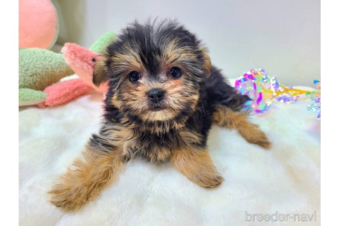 販売中の東京都のミックス犬-351062の16枚目