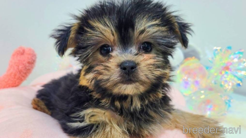 販売中の東京都のミックス犬-351062の15枚目