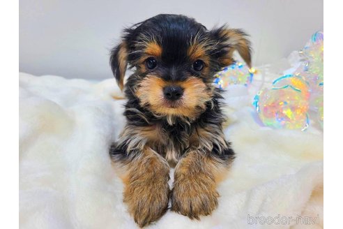 販売中の東京都のミックス犬-351064の24枚目