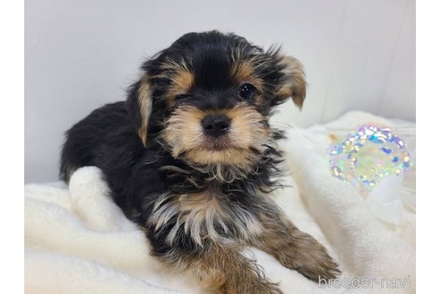 販売中の東京都のミックス犬-351064の23枚目