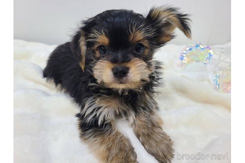 販売中の東京都のミックス犬-351064の22枚目