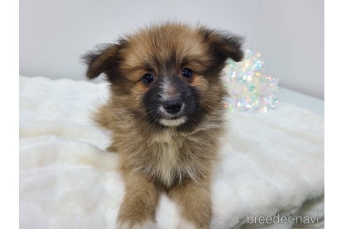 成約済の東京都のミックス犬-352182の16枚目