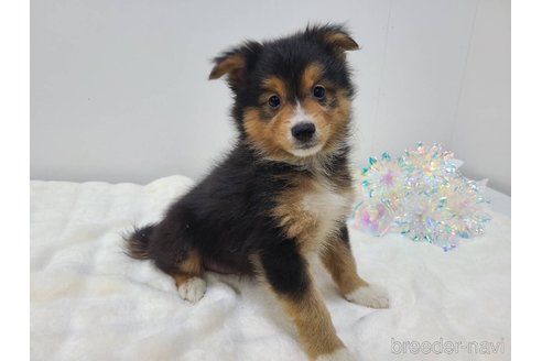 成約済の東京都のミックス犬-352181の4枚目