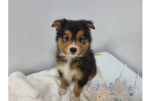 成約済の東京都のミックス犬-352181の3枚目