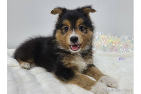 成約済の東京都のミックス犬-352181の1枚目