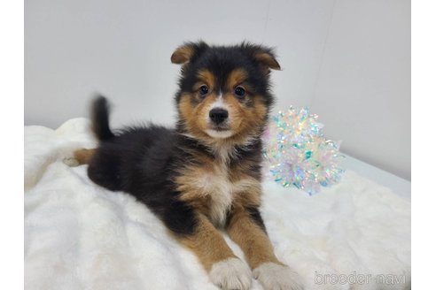 成約済の東京都のミックス犬-352181の2枚目