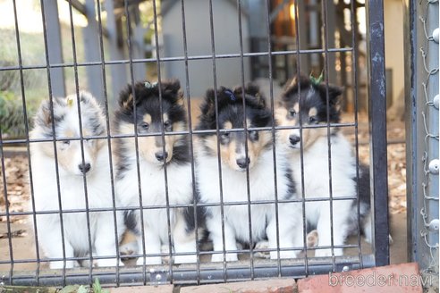成約済の山梨県のラフコリー-353900の2枚目