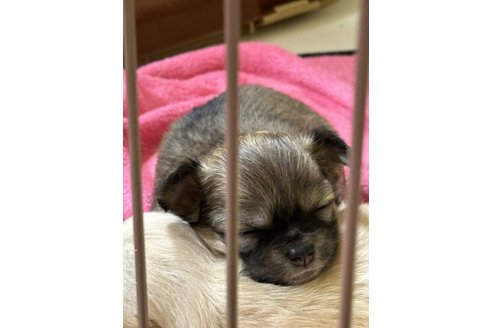 成約済の東京都のチワワ(ロングコート)-351580の2枚目