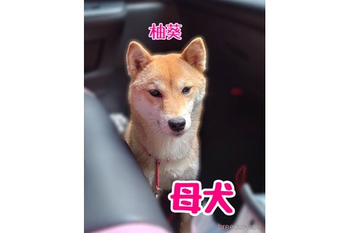 柚葵 ( ゆ き )ちゃん1枚目