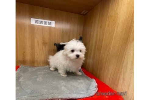 成約済の愛知県のマルチーズ-353919の5枚目