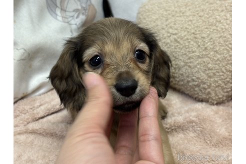 成約済の香川県のカニンヘンダックスフンド(ロングヘアード)-353936の1枚目