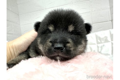 成約済の愛知県の豆柴-353950の19枚目