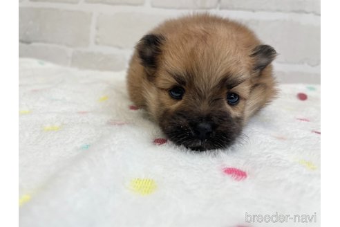 成約済の愛知県のポメラニアン-353952の14枚目