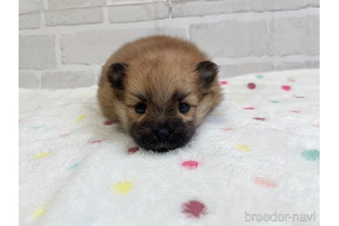 成約済の愛知県のポメラニアン-353952の20枚目