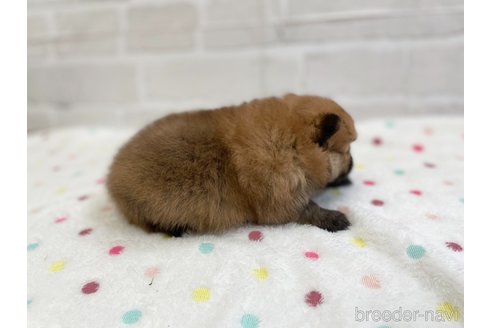 成約済の愛知県のポメラニアン-353952の17枚目