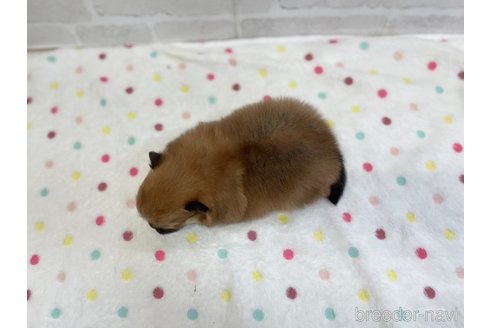 成約済の愛知県のポメラニアン-353952の16枚目