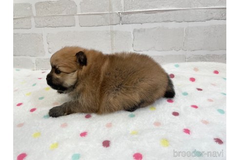 成約済の愛知県のポメラニアン-353952の15枚目