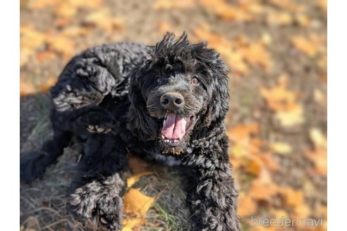成約済の東京都のその他の犬種-348141の1枚目