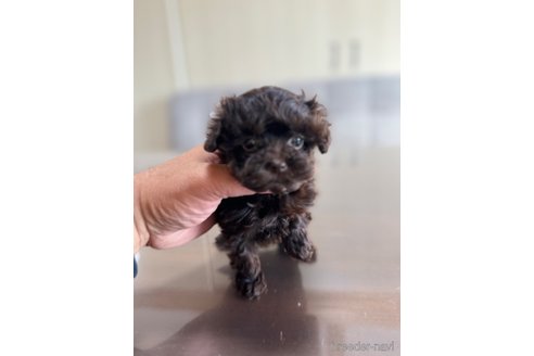 成約済の静岡県のティーカッププードル-351967の2枚目