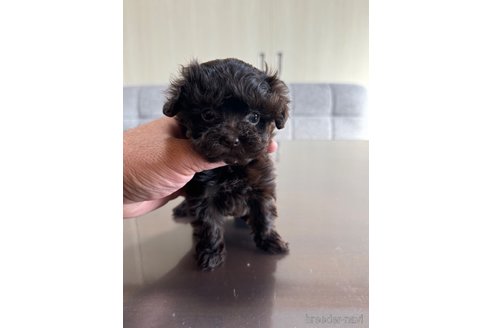 成約済の静岡県のティーカッププードル-351967の3枚目