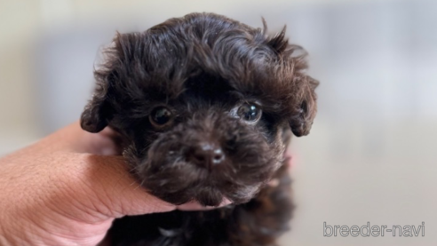 成約済の静岡県のティーカッププードル-351967の1枚目