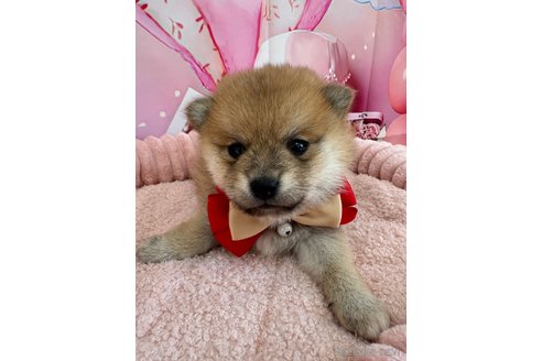 成約済の埼玉県のミックス犬-353994の8枚目