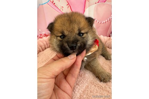 成約済の埼玉県のミックス犬-353995の4枚目